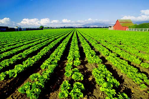 سلامت محصولات کشاورزی با ورمی کمپوست
