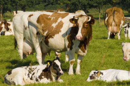 Cow Compare Vermicompost