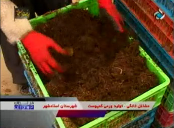 گزارش شبکه تهران از تولید ورمی کمپوست در اسلامشهر