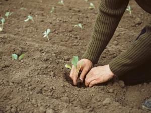 خاک باغچه خانه‌تان ۲,۰۰۰,۰۰۰ سال عمر دارد
